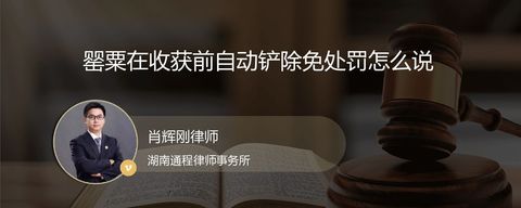 罂粟在收获前自动铲除免处罚怎么说